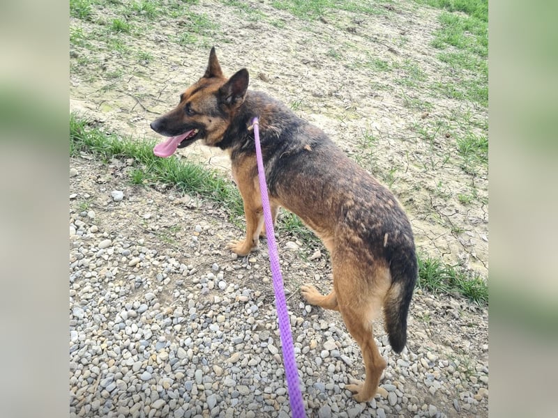 Jax braucht eine liebevolle Führung