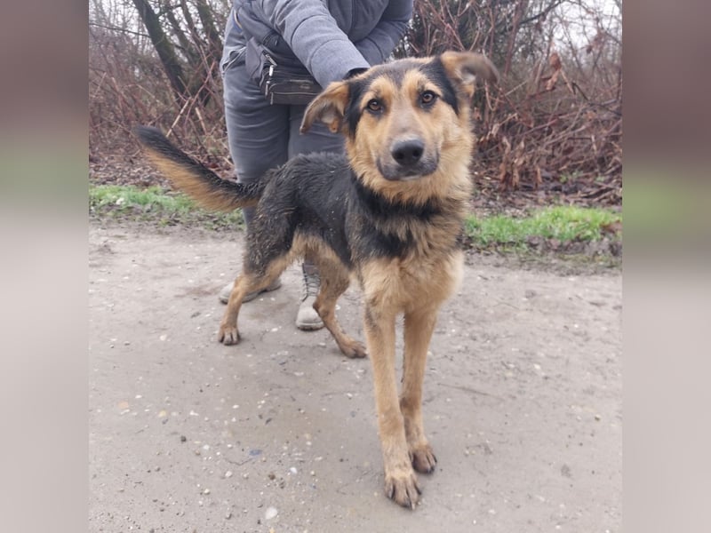 Bronco ein Traumwesen sitzt im Zwinger