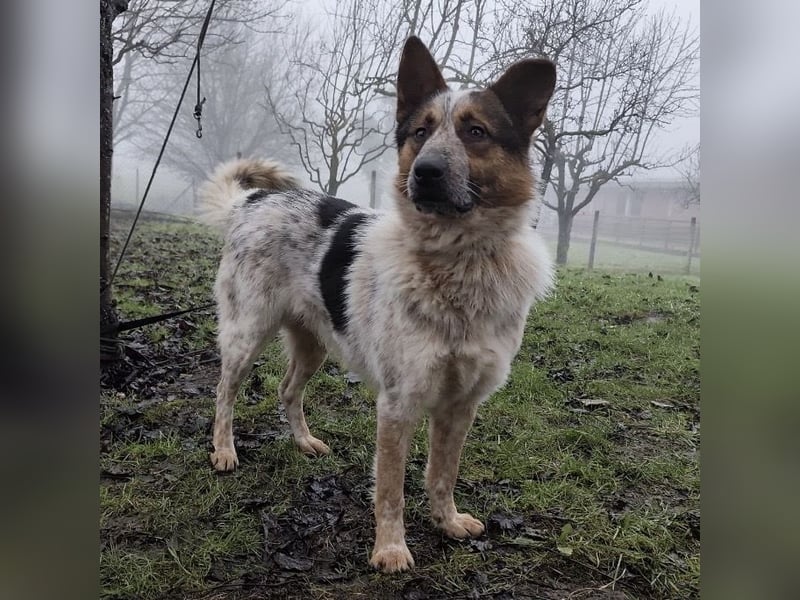 Franky ein Menschenliebender