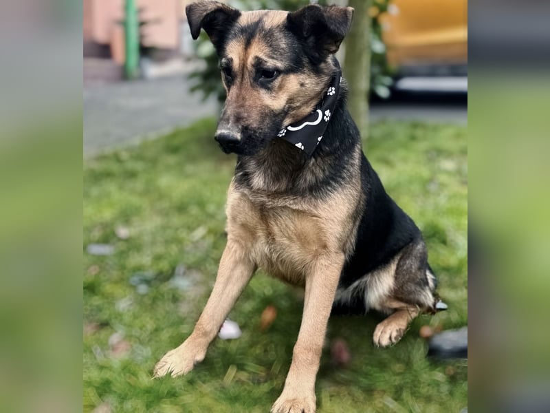 Hera eine freundliche Hündin