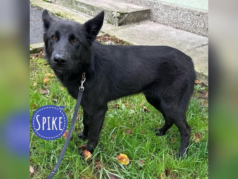 Spike ein schlauer trauriger Bub