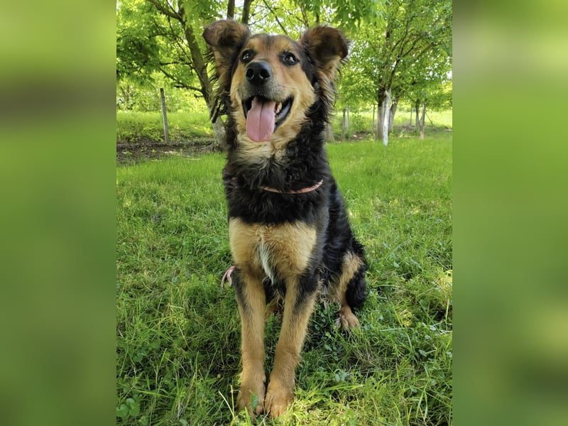 Kovu braucht viel Liebe