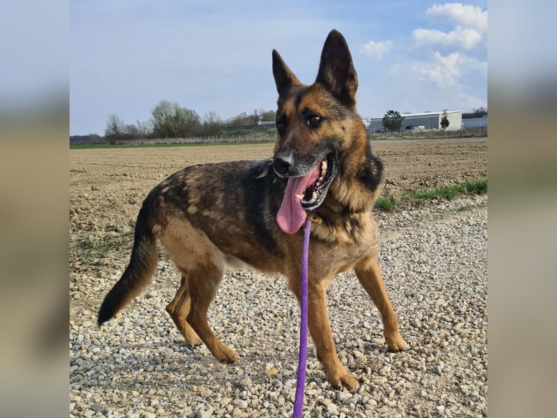 Jax braucht eine liebevolle Führung