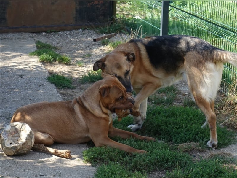 Don - vielleicht Dein Traumhund?
