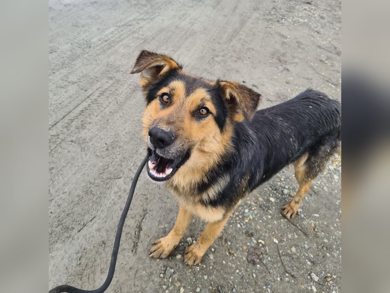 Bronco ein Traumwesen sitzt im Zwinger
