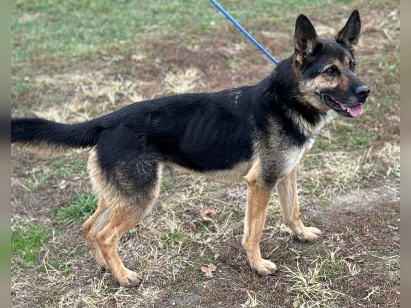 Pasha ein wundervoller Freund fürs Leben