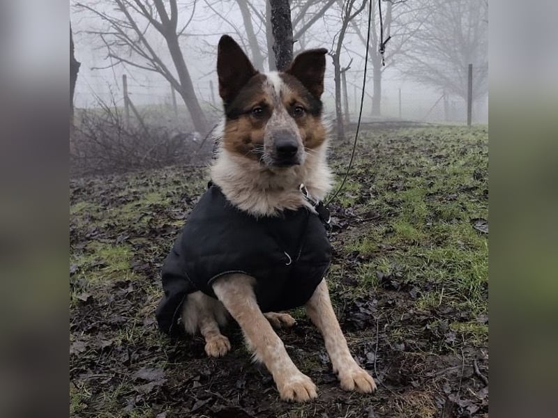 Franky ein Menschenliebender