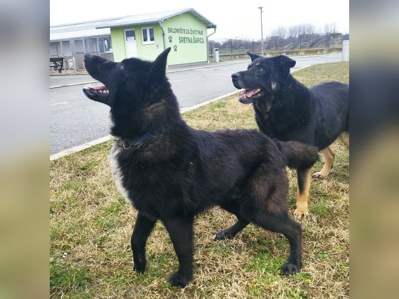 Piki ein Familienhund