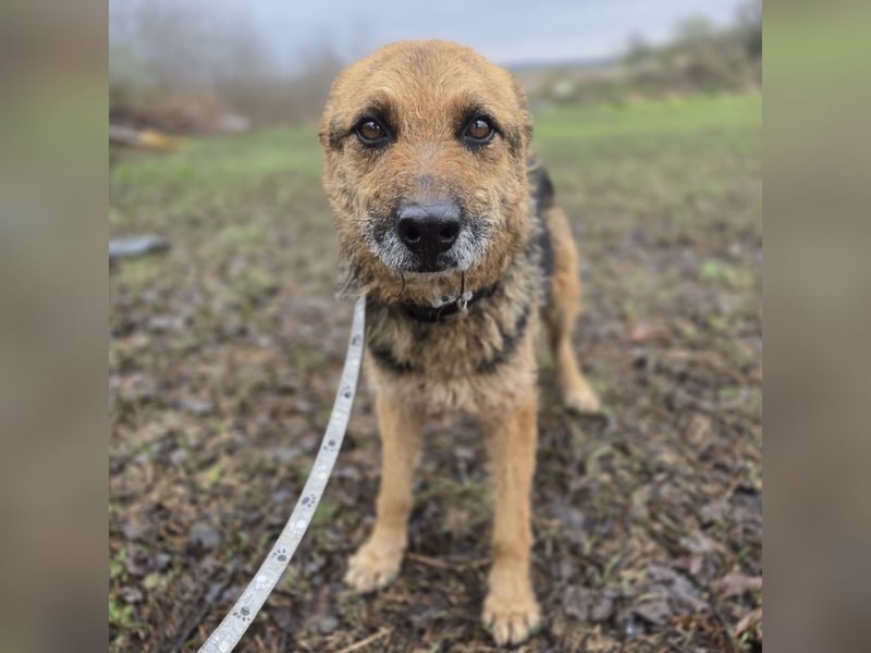 Ghost wartet seit Welpenalter