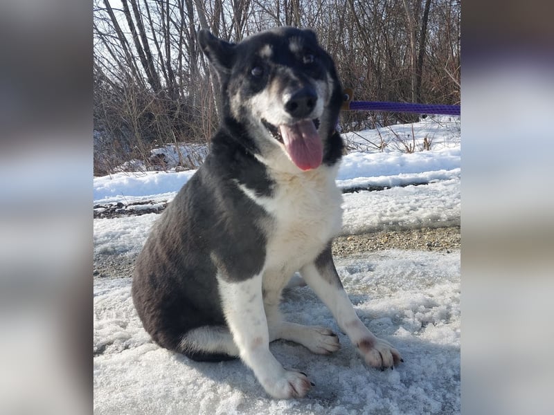 Mala eine ängstliche Hündin