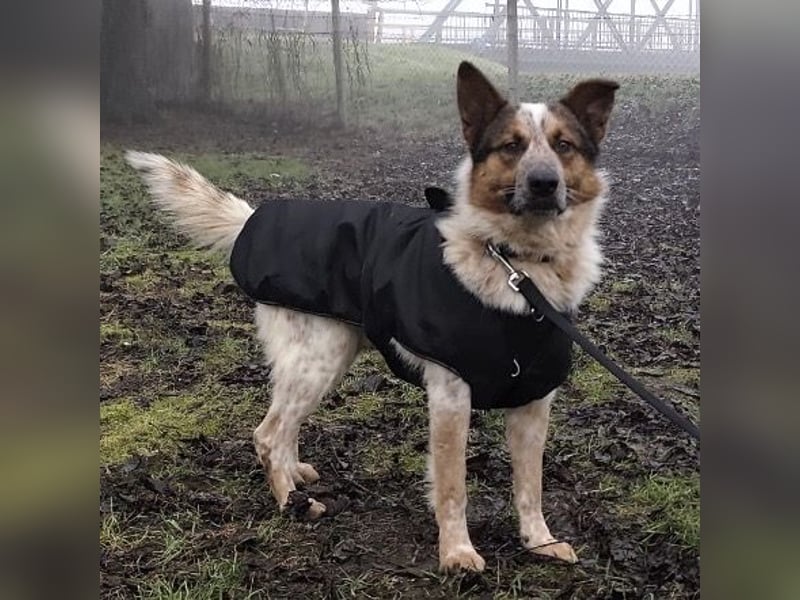 Franky ein Menschenliebender