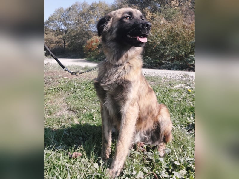 Dinko ein Goldschatz