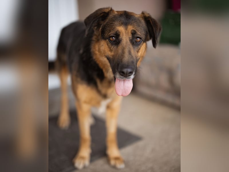 Avis eine gebrochene Seele