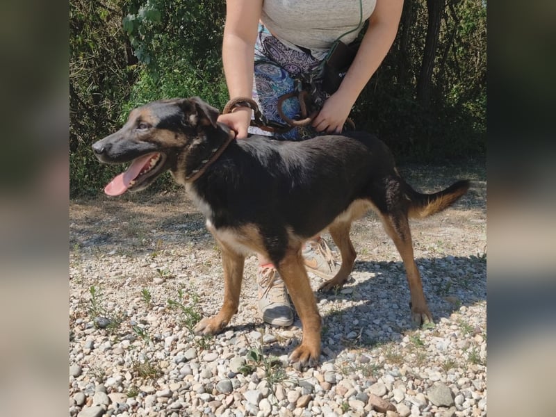 Clio wartet seit Welpenalter