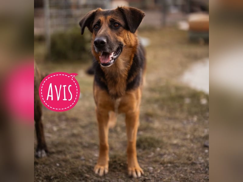 Avis eine gebrochene Seele