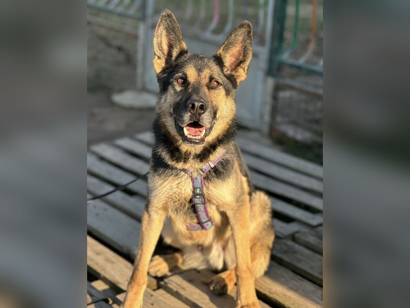 Pasha ein wundervoller Freund fürs Leben