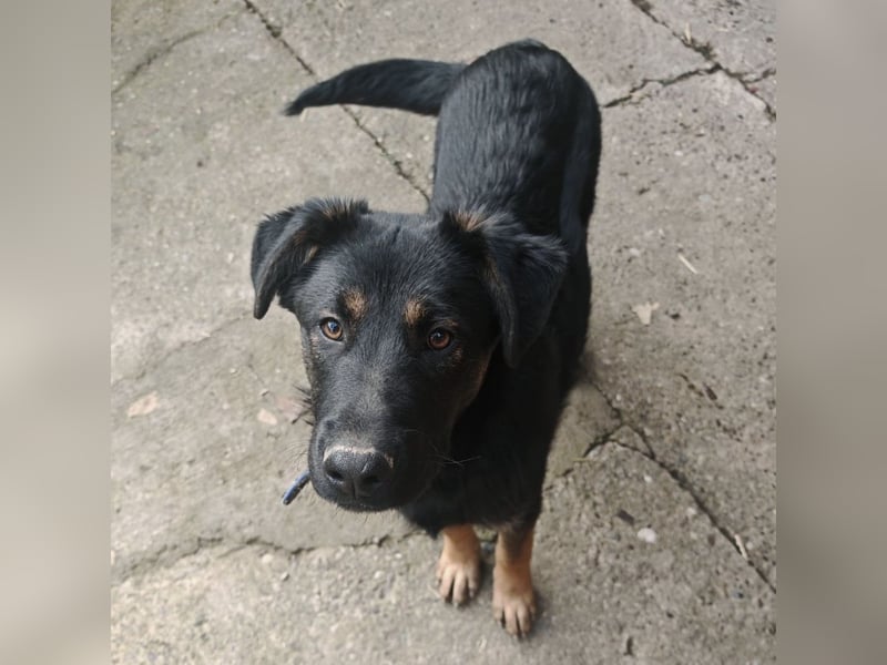 Indy ein lernwilliger Hundebub