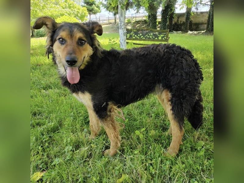 Kovu braucht viel Liebe