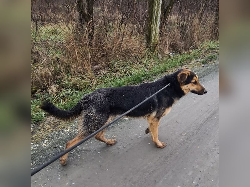 Bronco ein Traumwesen sitzt im Zwinger