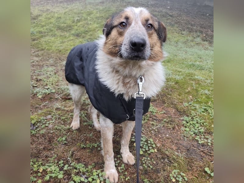 Franky ein Menschenliebender