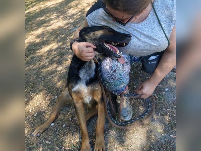Clio wartet seit Welpenalter