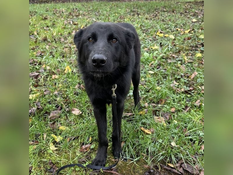 Spike ein schlauer trauriger Bub