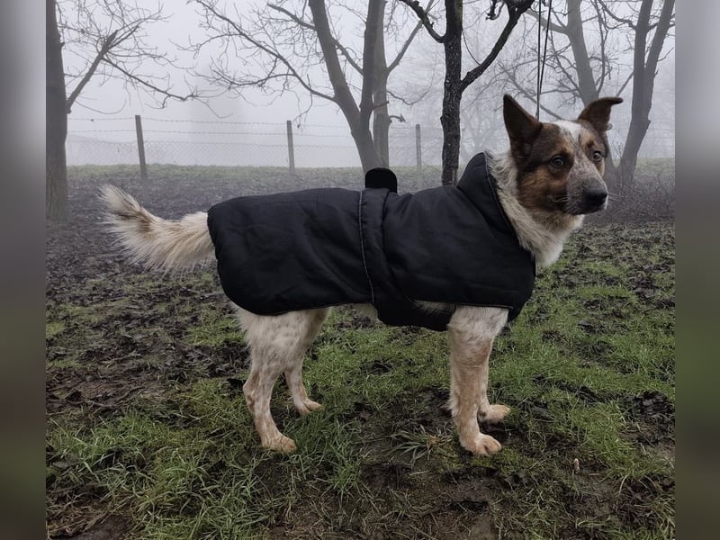 Franky ein Menschenliebender