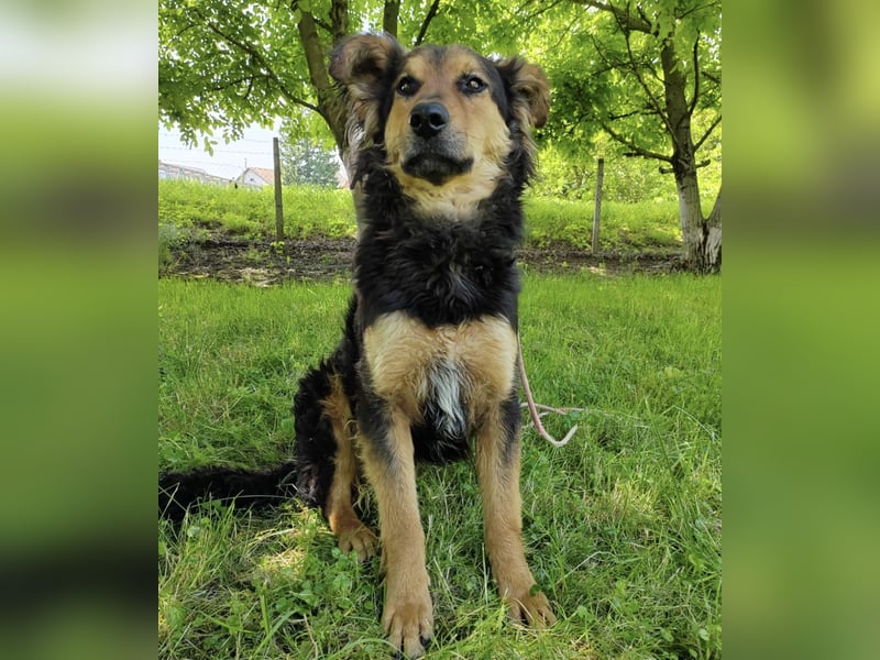 Kovu braucht viel Liebe