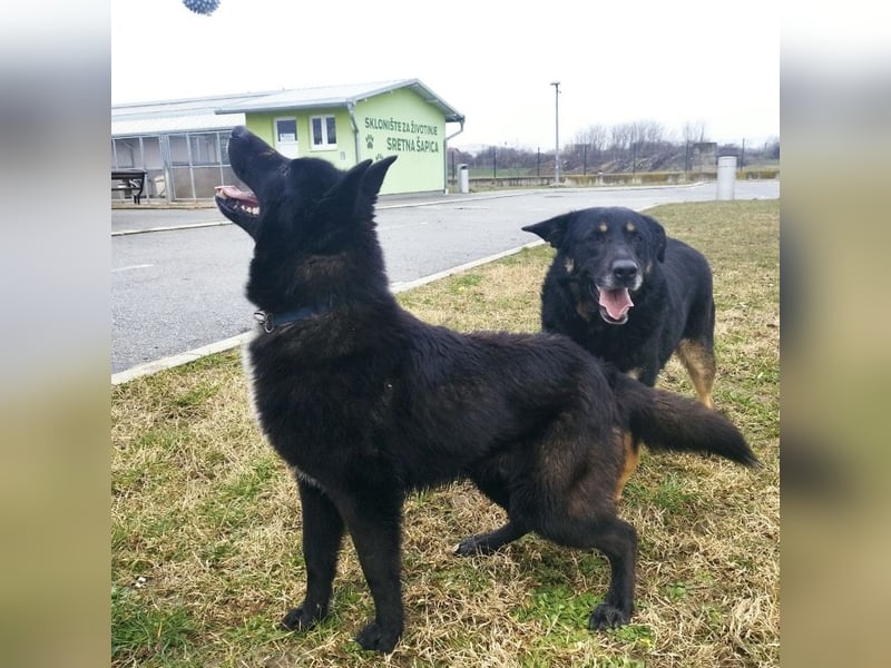 Piki ein Familienhund