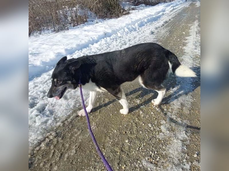 Mala eine ängstliche Hündin