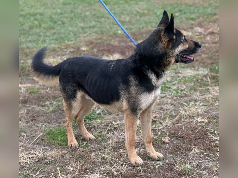 Pasha ein wundervoller Freund fürs Leben