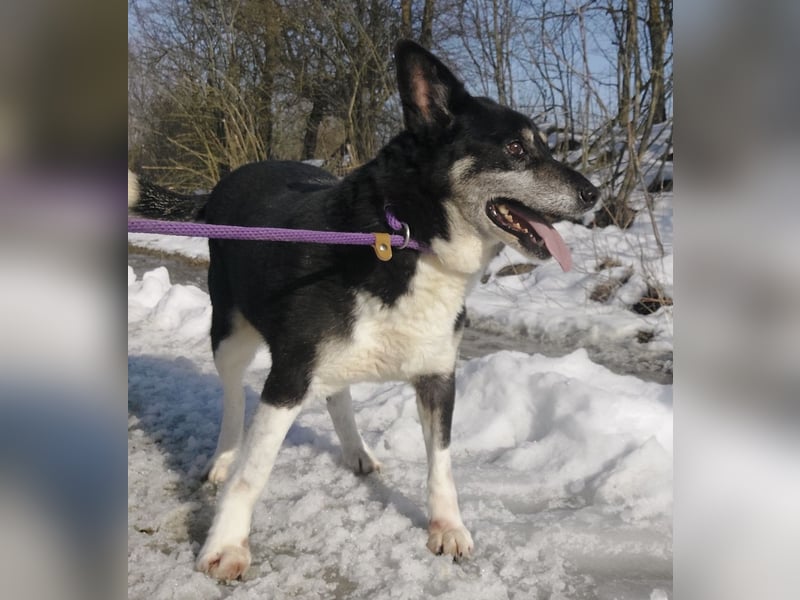 Mala eine ängstliche Hündin