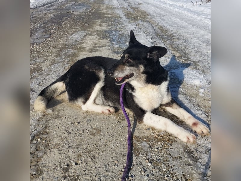 Mala eine ängstliche Hündin
