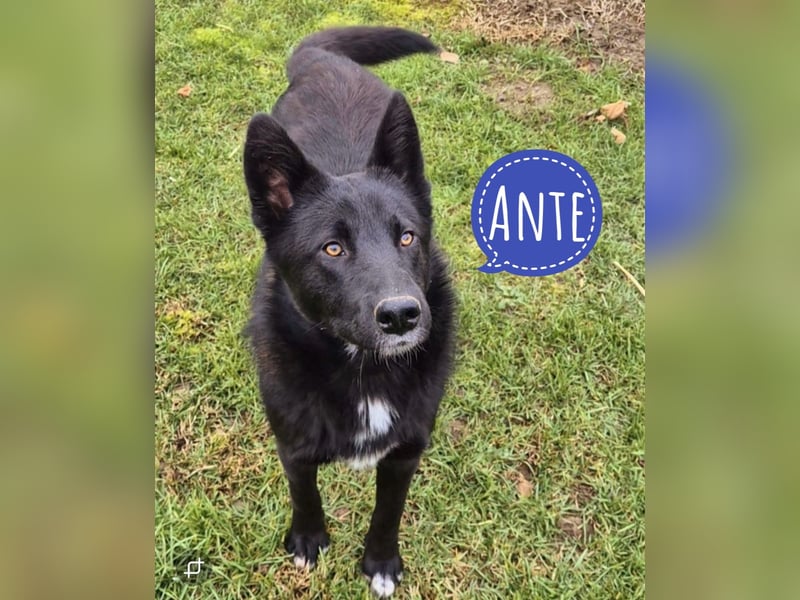 Ante ein wunderhübscher Kerl