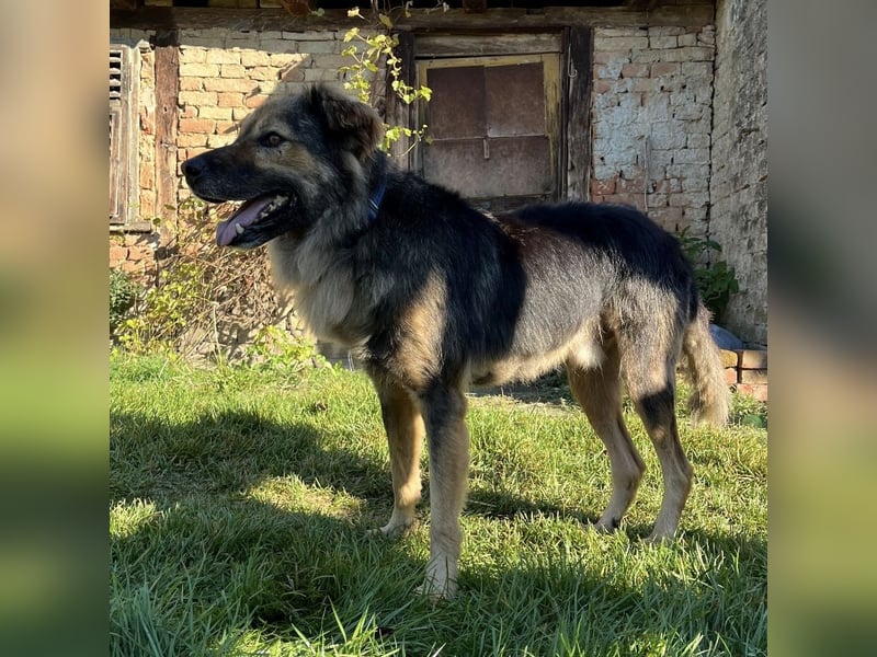 Ringo eine sanfte Seele