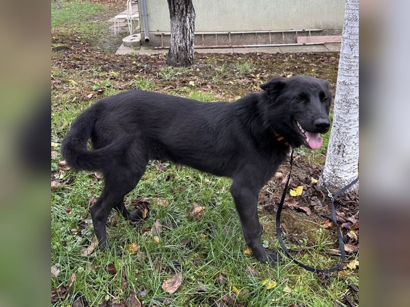 Spike ein schlauer trauriger Bub