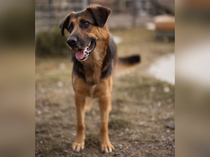 Avis eine gebrochene Seele