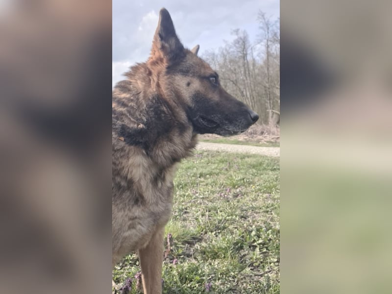 Jax braucht eine liebevolle Führung