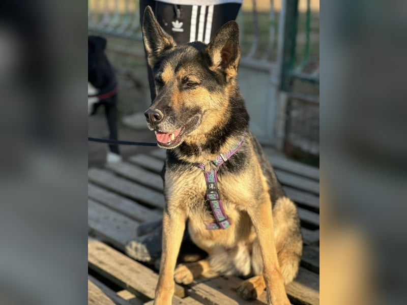 Pasha ein wundervoller Freund fürs Leben