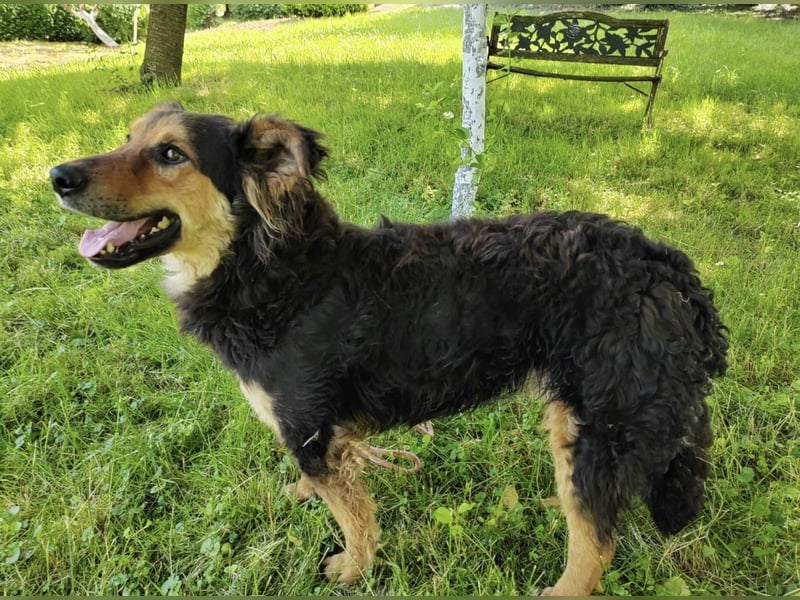 Kovu braucht viel Liebe