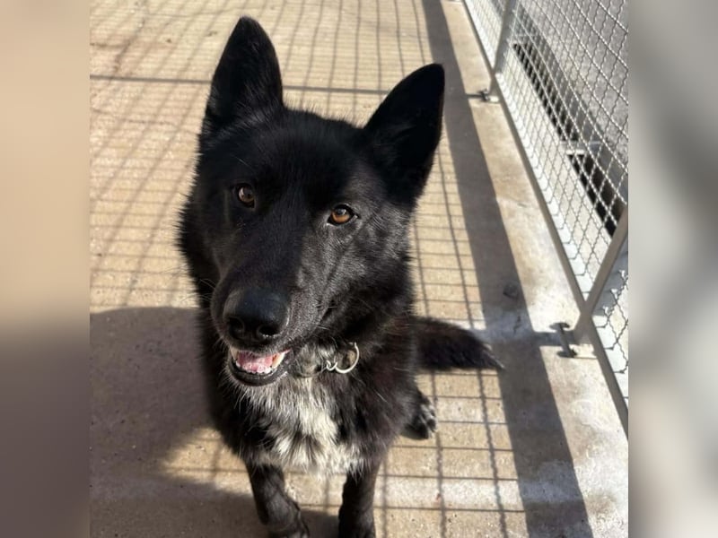 Piki ein Familienhund