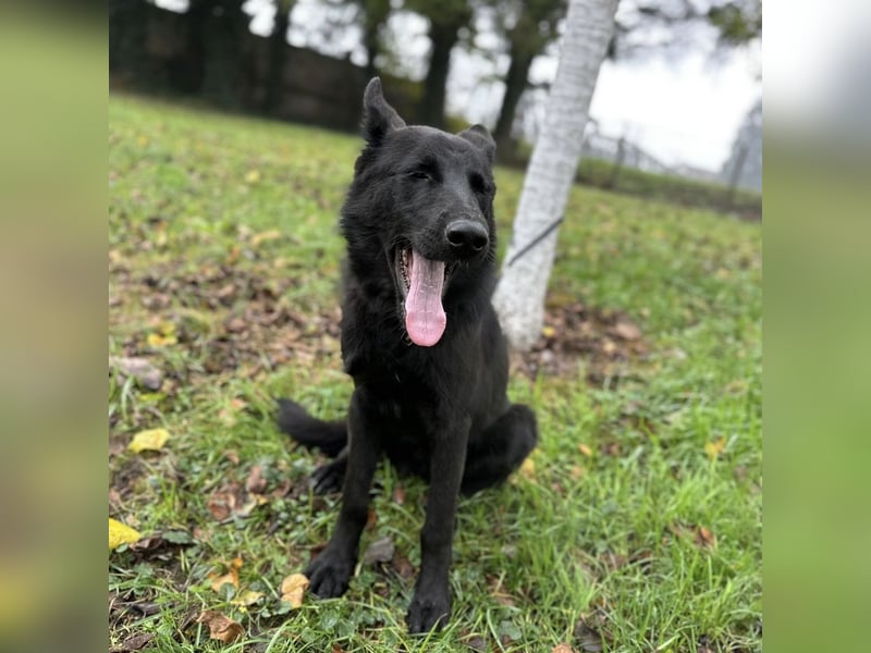 Spike ein schlauer trauriger Bub