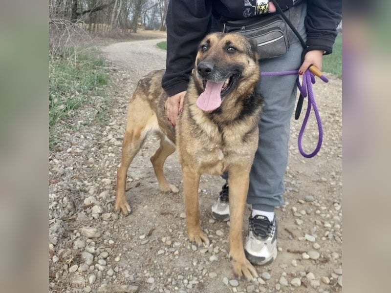Jax braucht eine liebevolle Führung
