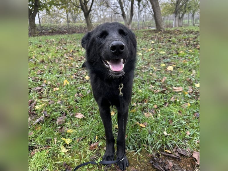 Spike ein schlauer trauriger Bub