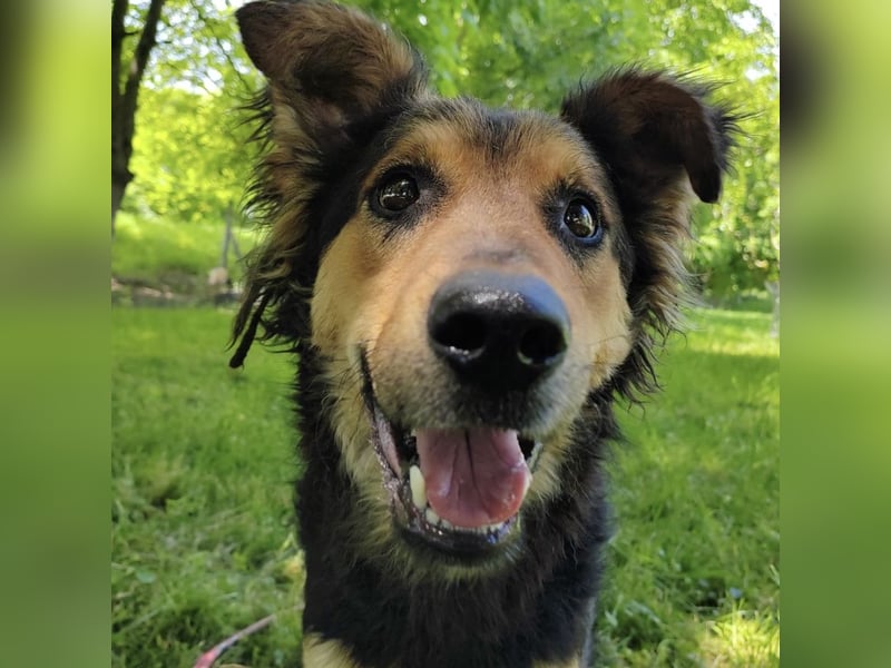 Kovu braucht viel Liebe