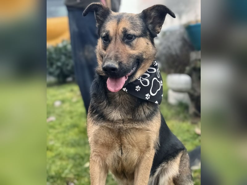 Hera eine freundliche Hündin