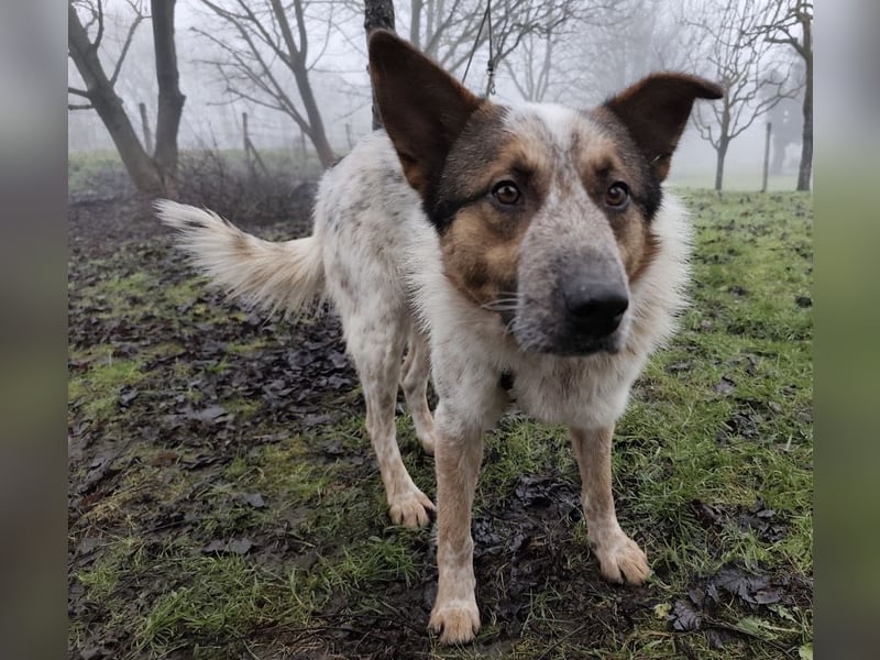 Franky ein Menschenliebender