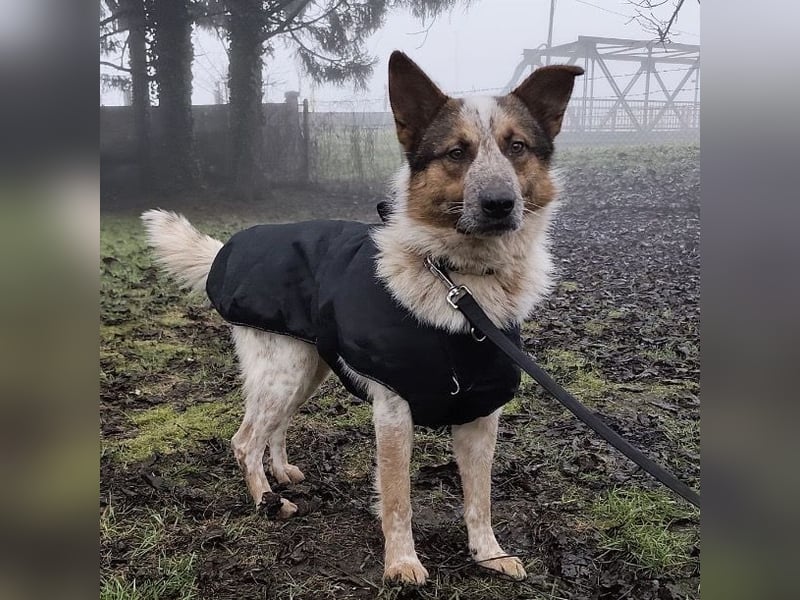 Franky ein Menschenliebender