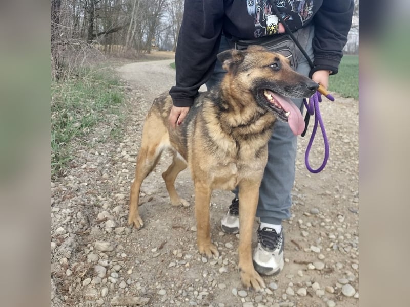 Jax braucht eine liebevolle Führung