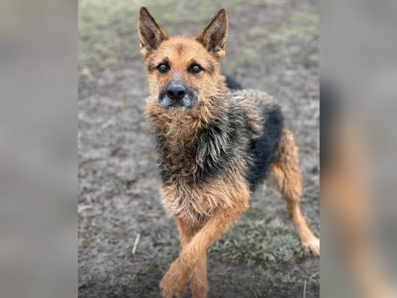 Ghost wartet seit Welpenalter